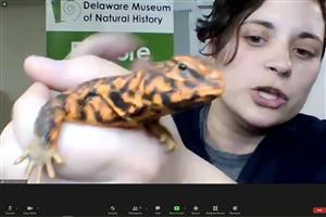 arrowhead virtual science fair 